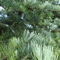 Abies grandis rameau